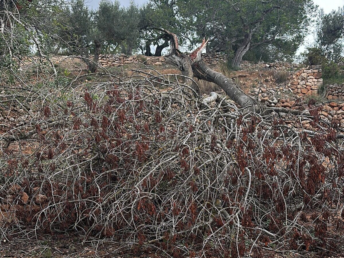 arbre tombé a cause de la foudre