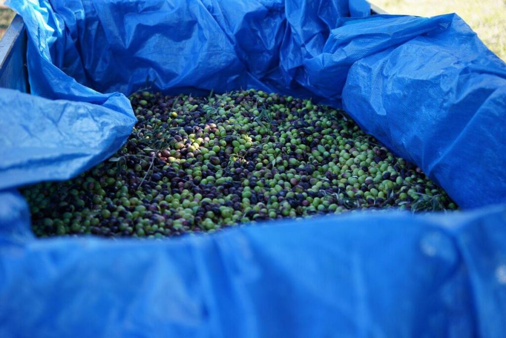 image de remorque avec des olives