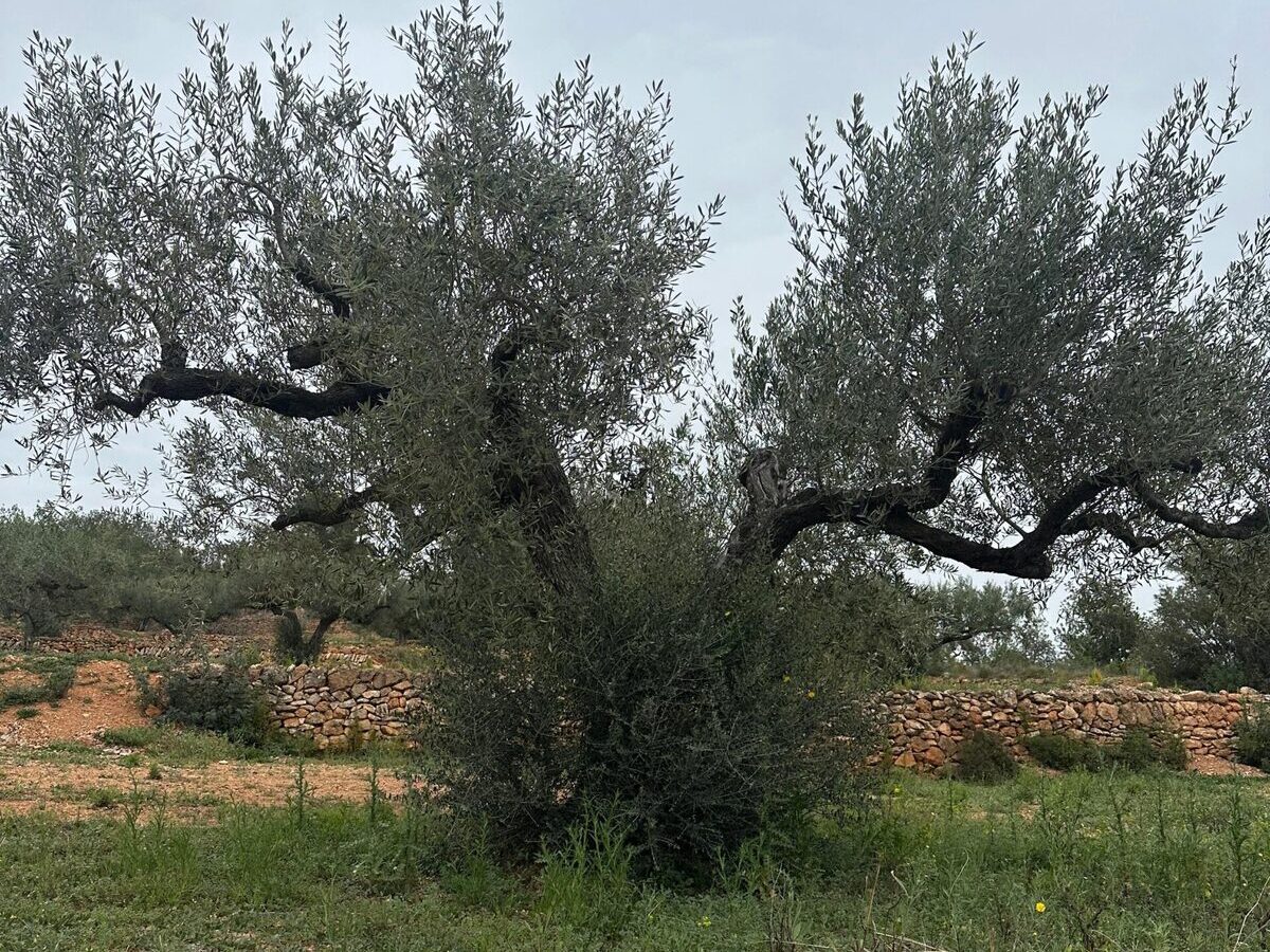 img olivier avant taillage