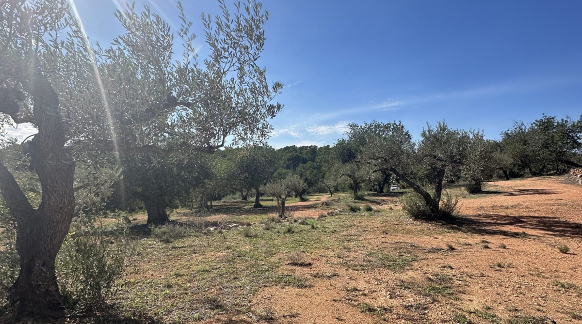 Acheter une terre agricole en Espagne : ce qu’on aurait aimé savoir avant