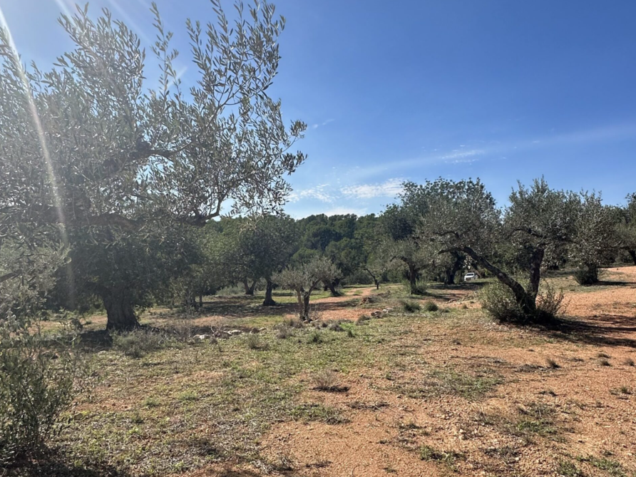 notre terrain avec les oliviers