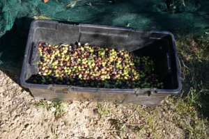 les 40kg d'olives à la première récolte