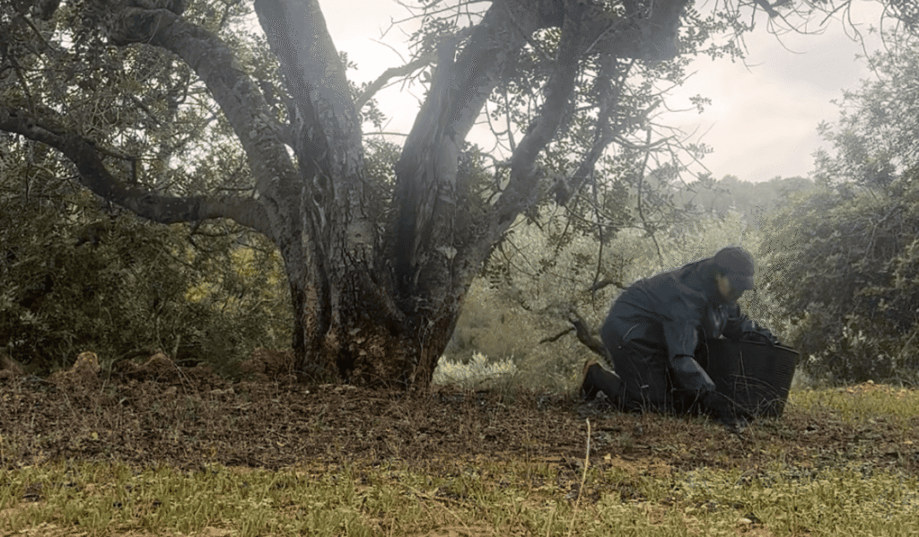 Moi qui ramasse les caroubes a genou