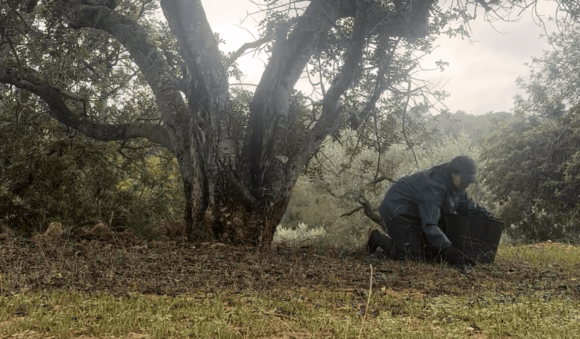 Récolte 2024 : 40 kg d’olives, 700 kg de caroubes et une inondation