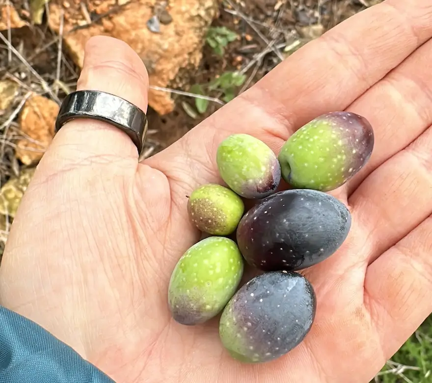 Quand récolter les olives en Espagne ? Guide pratique et retour d’expérience