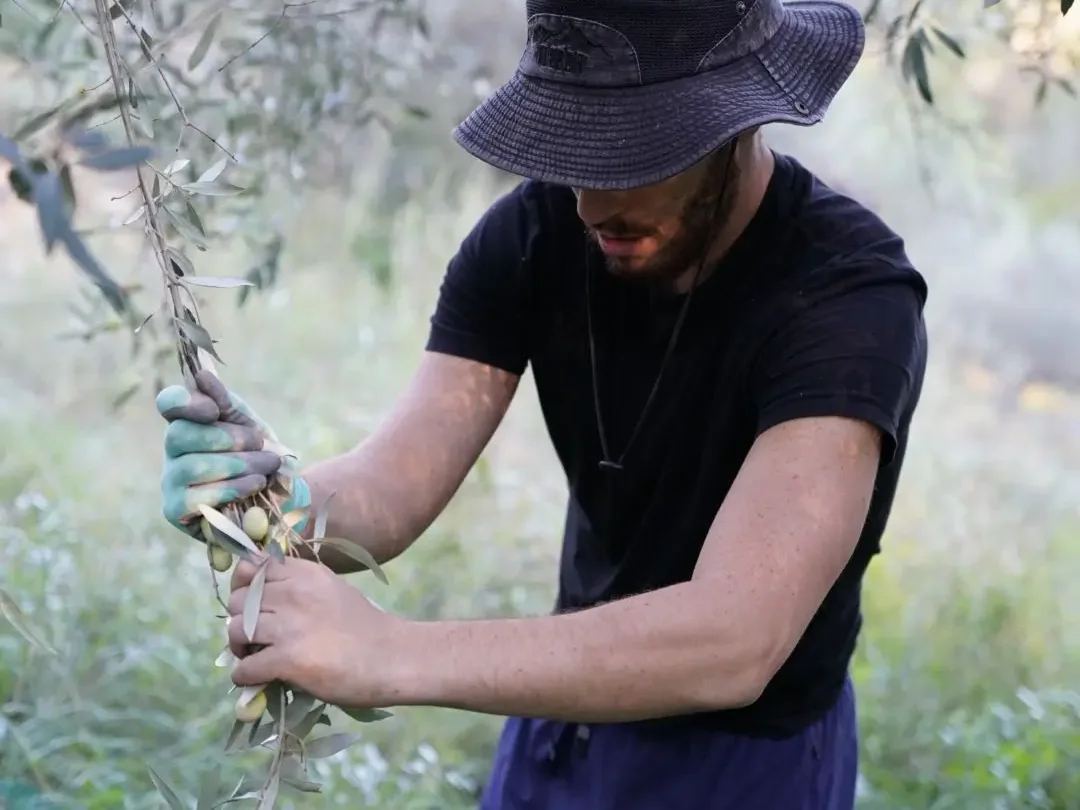 récolter les olives manuellement